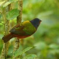Łuszczyk wielobarwny - Passerina ciris - Painted Bunting
