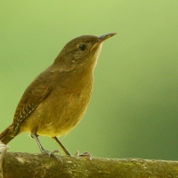 Strzyżyk śpiewny - Troglodytes aedon - House Wren