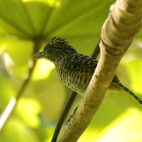 Chronka pręgowana - Thamnophilus doliatus - Barred Antshrike