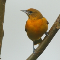 Kacyk północny - Icterus galbula - Baltimore Oriole
