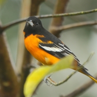 Kacyk północny - Icterus galbula - Baltimore Oriole