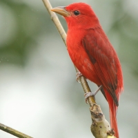 Piranga pąsowa - Piranga rubra - Summer Tanager