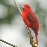 Piranga pąsowa - Piranga rubra - Summer Tanager
