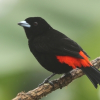 Tapiranga szkarłatno-czarna - Ramphocelus passerinii - Passerini's Tanager