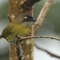 Zieleniec żółtopierśny - Chlorospingus flavopectus- Common Bush Tanager