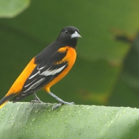 Kacyk północny - Icterus galbula - Baltimore Oriole
