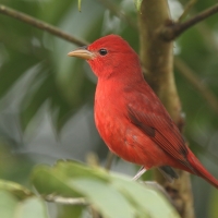 Piranga pąsowa - Piranga rubra - Summer Tanager