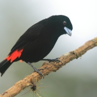 Tapiranga szkarłatno-czarna - Ramphocelus passerinii - Passerini's Tanager