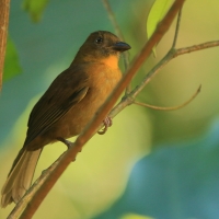 Habia czerwonogardła - Habia fuscicauda - Red-throated Ant Tanager