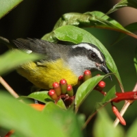 Cukrzyk bananowy- Coereba flaveola - Bananaquit