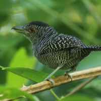 Zebrzak - Cymbilaimus lineatus - Fasciated Antshrike