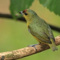 Organka zielonkawa - Euphonia gouldi - Olive-backed Euphonia