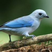 Tangarka niebieska - Thraupis episcopus - Blue-grey Tanager