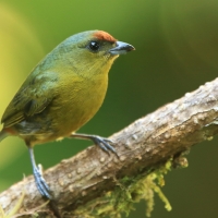 Organka zielonkawa - Euphonia gouldi - Olive-backed Euphonia