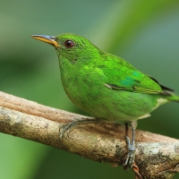 Seledynek - Chlorophanes spiza - Green Honeycreeper