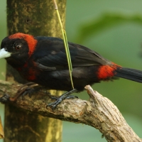 Tapiranga maskowa - Ramphocelus sanguinolentus - Crimson-collared Tanager