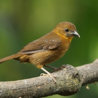 Habia czerwonogardła - Habia fuscicauda - Red-throated Ant Tanager