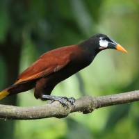 Kacykowiec aztecki - Psarocolius montezuma - Montezuma Oropendola