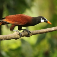 Kacykowiec aztecki - Psarocolius montezuma - Montezuma Oropendola