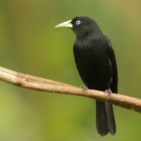 Kacykowiec szkarłatnorzytny - Cacicus uropygialis - Scarlet-rumped Cacique