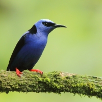 Błękitniczek czerwononogi - Cyanerpes cyaneus - Red-legged Honeycreeper