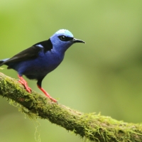 Błękitniczek czerwononogi - Cyanerpes cyaneus - Red-legged Honeycreeper