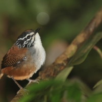 Stokowczyk białopierśny - Henicorhina leucosticta - White-breasted Wood Wren