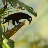 Kacykowiec aztecki - Psarocolius montezuma - Montezuma Oropendola