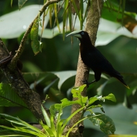 Kacykowiec grubodzioby - Psarocolius wagler - Chestnut-headed Oropendola
