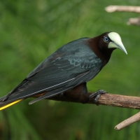 Kacykowiec grubodzioby - Psarocolius wagler - Chestnut-headed Oropendola