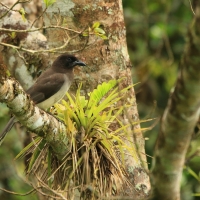 Brązowronka - Psilorhinus morio - Brown Jay