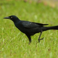 Wilgowron meksykański - Quiscalus mexicanus - Great-tailed Grackle