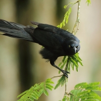 Wilgowron meksykański - Quiscalus mexicanus - Great-tailed Grackle