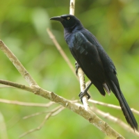 Wilgowron meksykański - Quiscalus mexicanus - Great-tailed Grackle