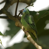 Cukrownik niebieski - Dacnis cayana - Blue Dacnis