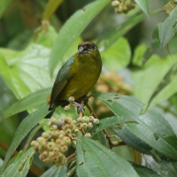 Organka zielonkawa - Euphonia gouldi - Olive-backed Euphonia