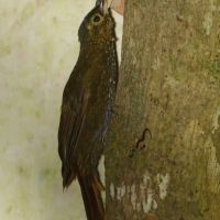 Mieczonos ciemnogłowy - Xiphorhynchus erythropygius - Spotted Woodcreeper