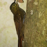 Mieczonos ciemnogłowy - Xiphorhynchus erythropygius - Spotted Woodcreeper