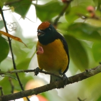 Organka białorzytna - Euphonia minuta - White-vented Euphonia