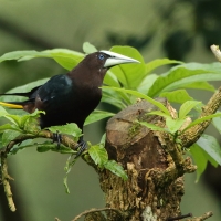 Kacykowiec grubodzioby - Psarocolius wagler - Chestnut-headed Oropendola
