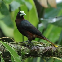 Kacykowiec grubodzioby - Psarocolius wagler - Chestnut-headed Oropendola