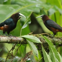 Kacykowiec grubodzioby - Psarocolius wagler - Chestnut-headed Oropendola