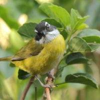 Zieleniec białobrewy - Chlorospingus pileatus - Sooty-capped Bush-Tanager