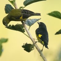 Czyż żółtobrzuchy - Spinus xanthogastrus - Yellow-bellied Siskin