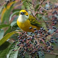 Tangarka cytrynowa - Tangara icterocephala - Silver-throated Tanager