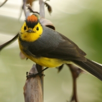 Pleszówka przepasana - Myioborus torquatus - Collared Redstart