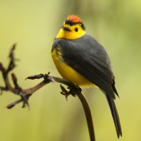 Pleszówka przepasana - Myioborus torquatus - Collared Redstart