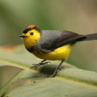 Pleszówka przepasana - Myioborus torquatus - Collared Redstart
