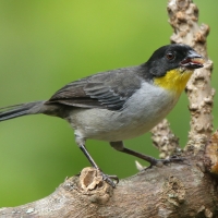 Zaroślak białołbisty - Atlapetes albinucha - White-naped Brush Finch