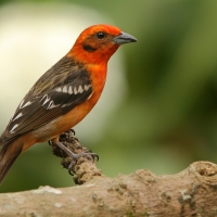 Piranga ognista - Piranga bidentata - Flame-colored Tanager